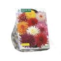 Baltus Dahlia Cactus Mixed bloembollen per 3 stuks